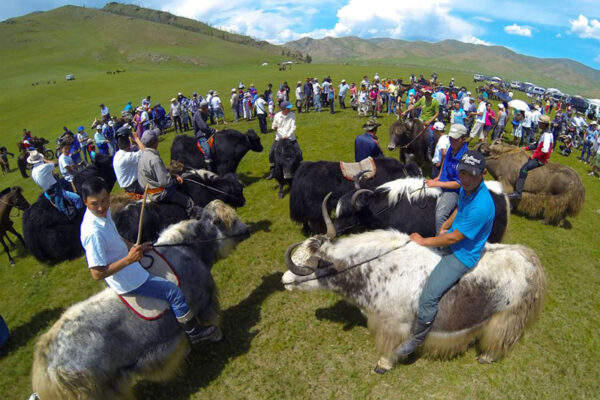 yak