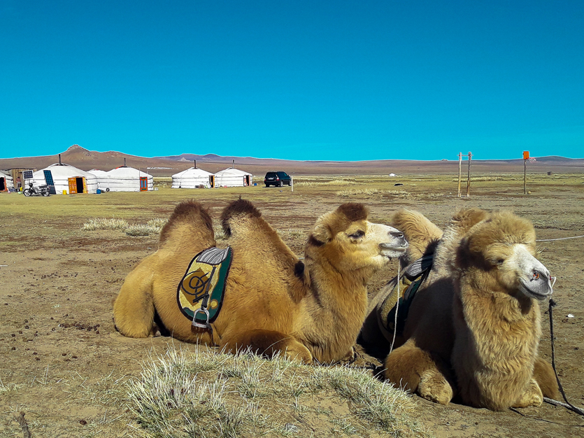 Désert de Gobi & Khangai