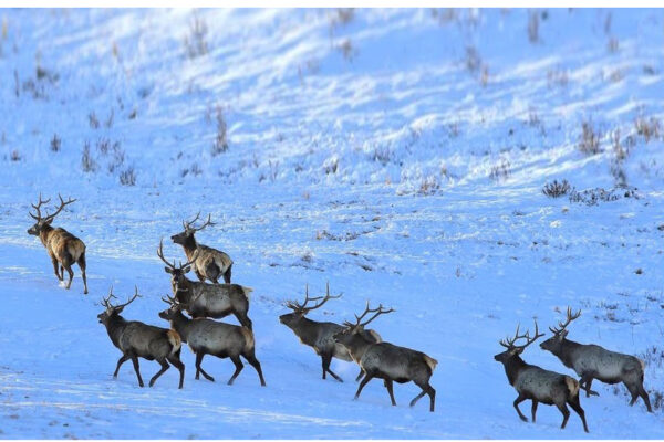 hustai hustai
