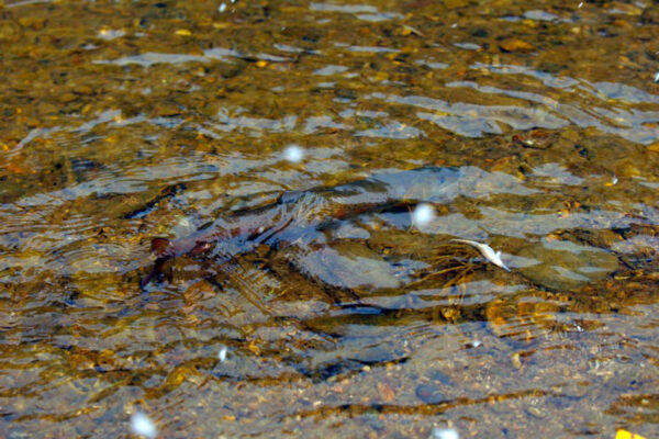 peche1 peche1