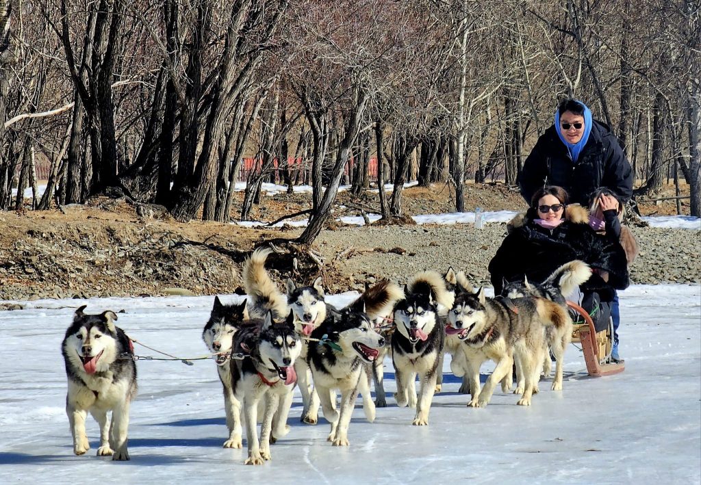 Kharakorum - Chinggis Khan statue - Dog sledding 1/28-2/02/2025